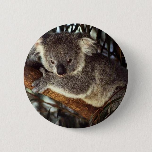 Koala Bear Knapp (Framsida)