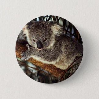 Koala Bear Knapp