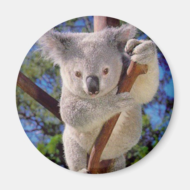 Koala Bear Magnet (Framsidan)