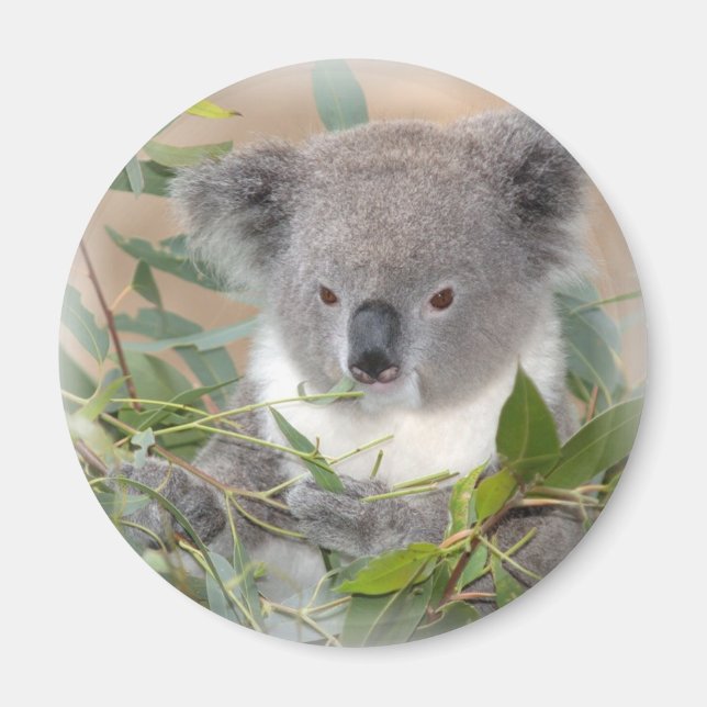 Koala Bear Magnet (Framsidan)