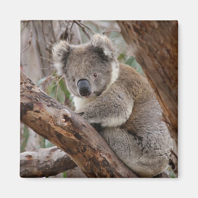 Koala Bear Magnet (Framsidan)