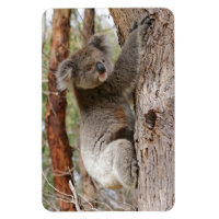 Koala Bear