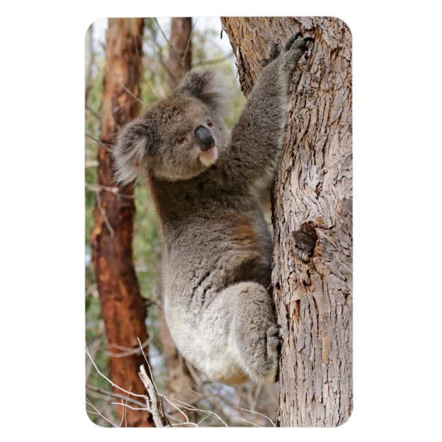 Koala Bear Magnet (Vertikal)