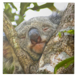 Koala Bear Napping Kakelplatta