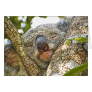 Koala Bear Notecard OBS Kort
