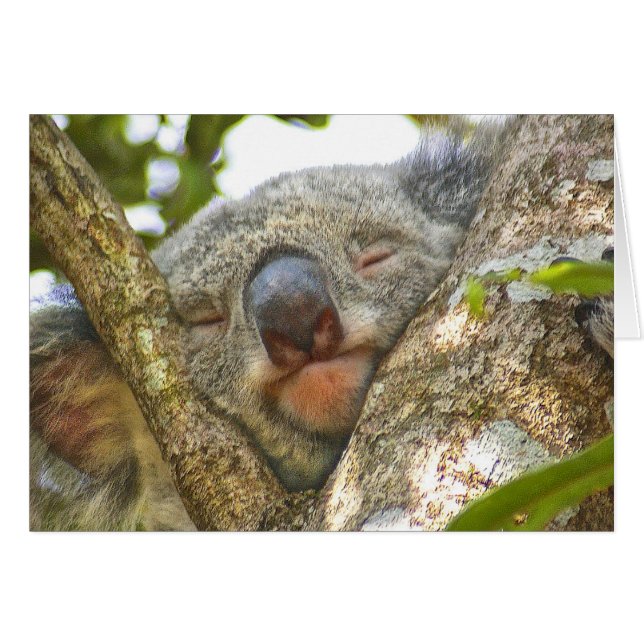 Koala Bear Notecard OBS Kort (Framsidan Horizontal)