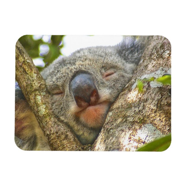 Koala Bear Photo Magnet (Horisontell)