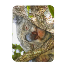 Koala Bear Photo Magnet