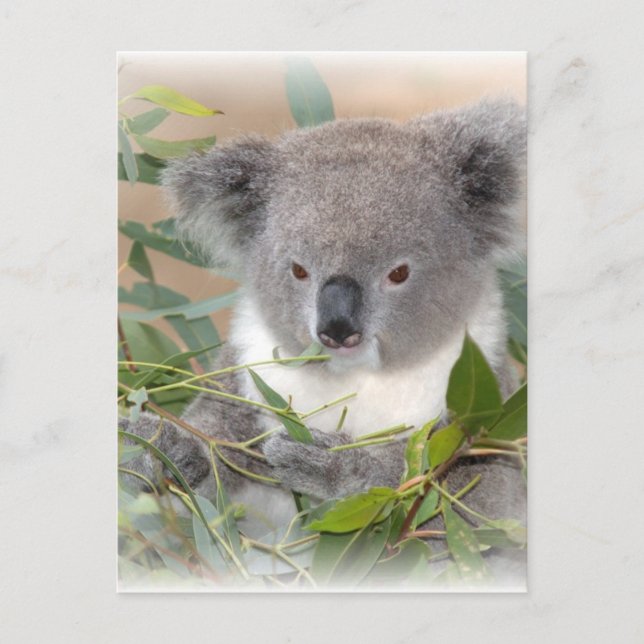 Koala Bear Postcard Vykort (Framsida)