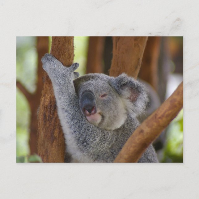 Koala Bear Postcard Vykort (Framsida)