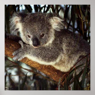 Koala Bear Poster