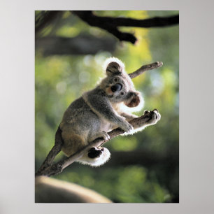 Koala Bear Poster