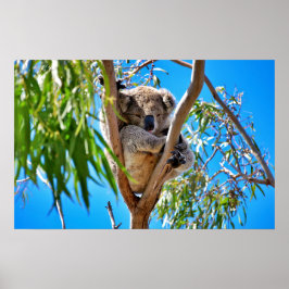 Koala Bear Poster