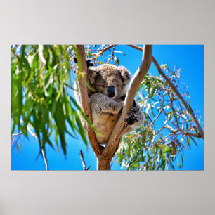 Koala Bear Poster