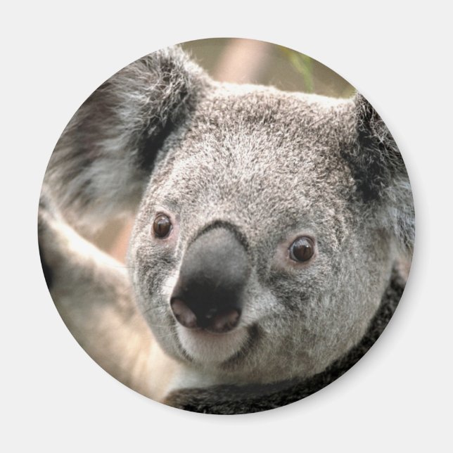 Koala Bear Refrigerator Magnet (Framsidan)