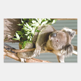 Koala Bear Rektangulärt Klistermärke