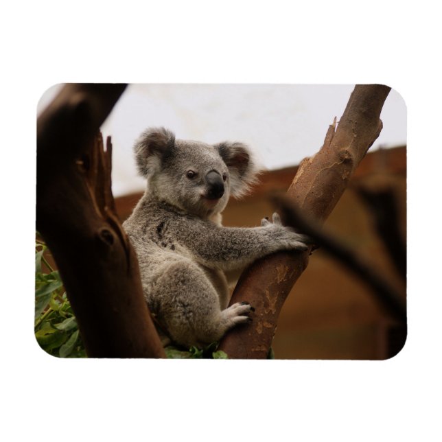 Koala Bear Sitta i Träd, Australien Magnet (Horisontell)