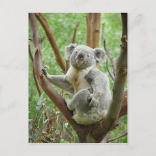 Koala Bear Sitta vid Träd vid Perth Zoo Vykort