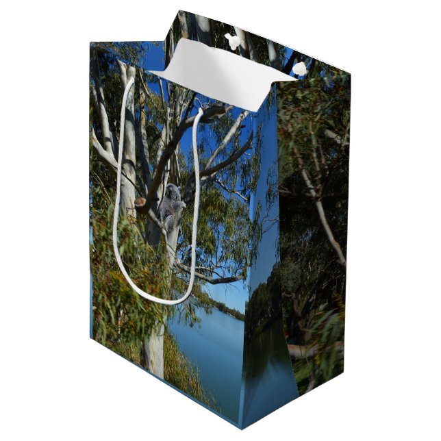 Koala Bear Sleeping in Gum Träd. (Framsidan Vinklad)
