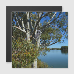 Koala Bear Sleeping in Gum Träd.