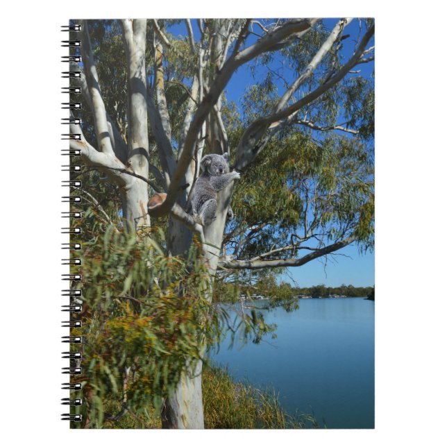 Koala Bear Sleeping in Gum Träd. Anteckningsbok (Framsidan)