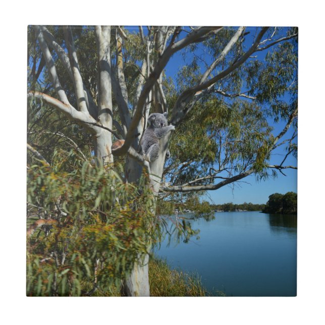 Koala Bear Sleeping in Gum Träd. Kakelplatta (Framsidan)