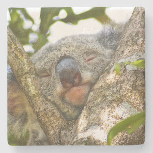 Koala Bear Stone Underlägg Sten