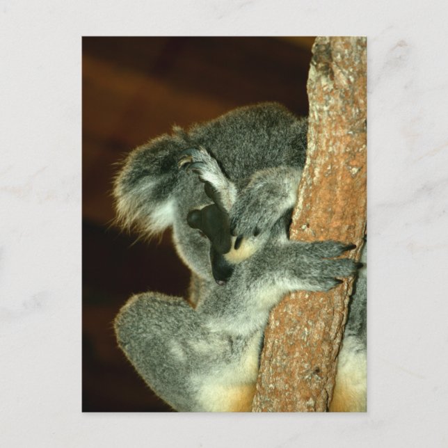 Koala Bear, Sväll med tass över ansikte Vykort (Framsida)