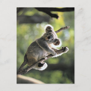 Koala Bear Vykort