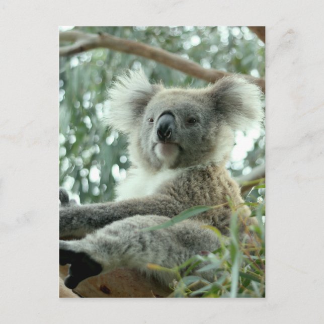 Koala Bear Vykort (Framsida)