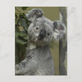 Koala Bear Vykort