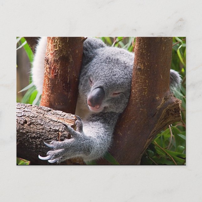 Koala Bear Vykort (Framsida)