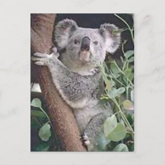 Koala Bear Vykort