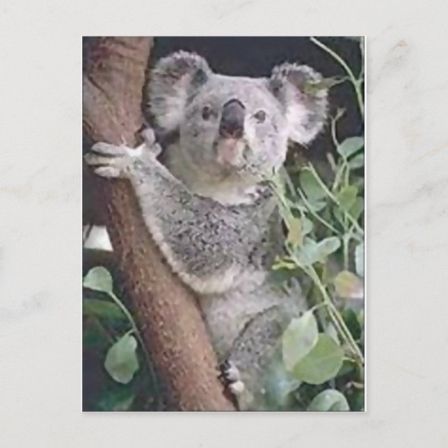 Koala Bear Vykort (Framsida)