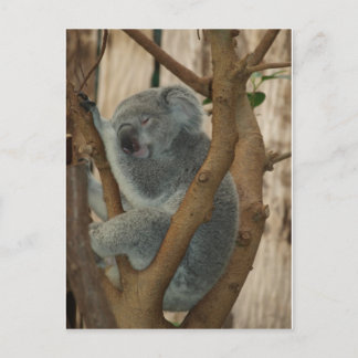 Koala Bear Vykort