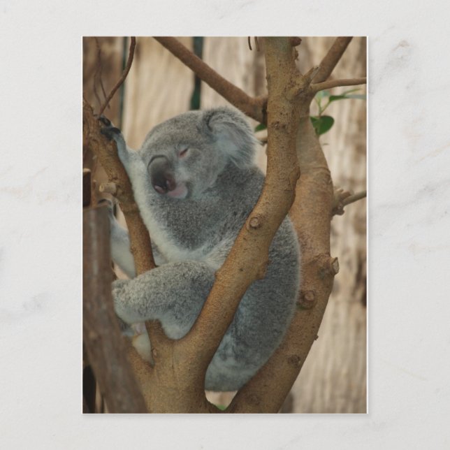 Koala Bear Vykort (Framsida)