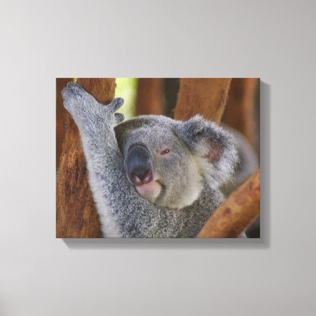 Koala Bear Wrapped Canvas (Framsida)
