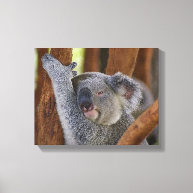 Koala Bear Wrapped Canvas (Framsida)