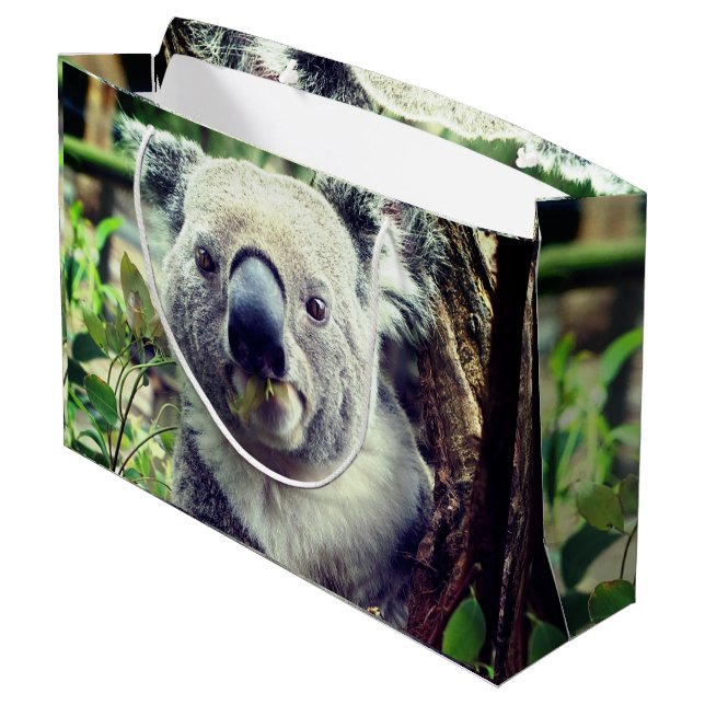 Koala Bears (Baksidan Vinklad)