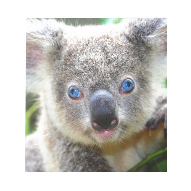 Koala Bears Anteckningsblock (Framsida)