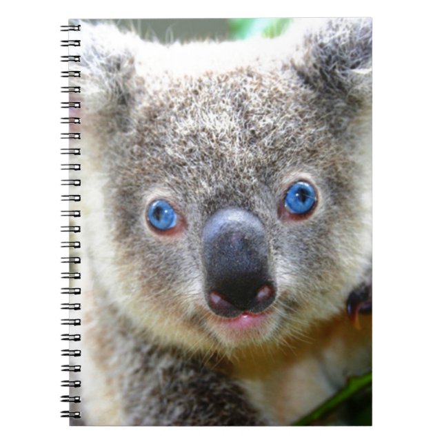 Koala Bears Anteckningsbok (Framsidan)