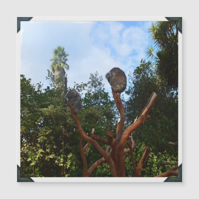 Koala Bears Asov i Träd, (Framsida)