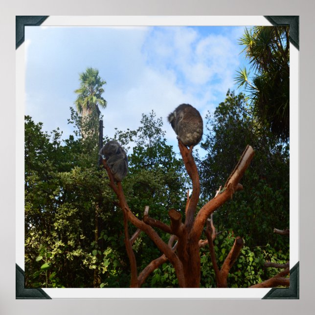 Koala Bears Asov i Träd, Poster (Framsidan)