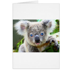Koala Bears Hälsningskort