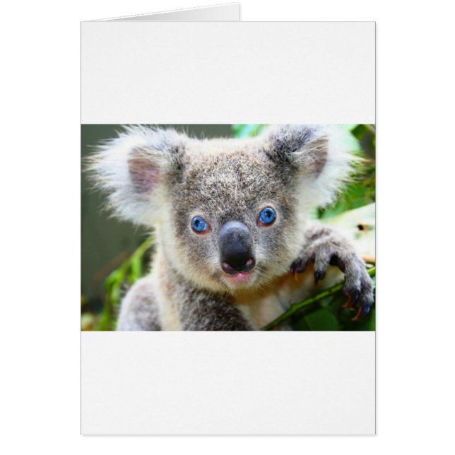 Koala Bears Hälsningskort (Framsidan)