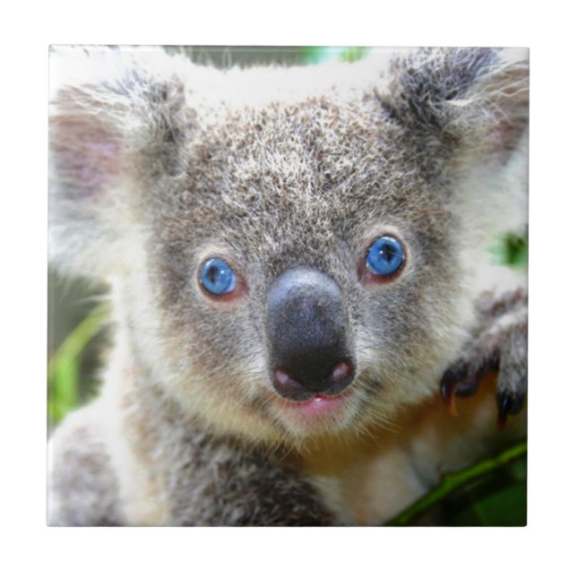 Koala Bears Kakelplatta (Framsidan)