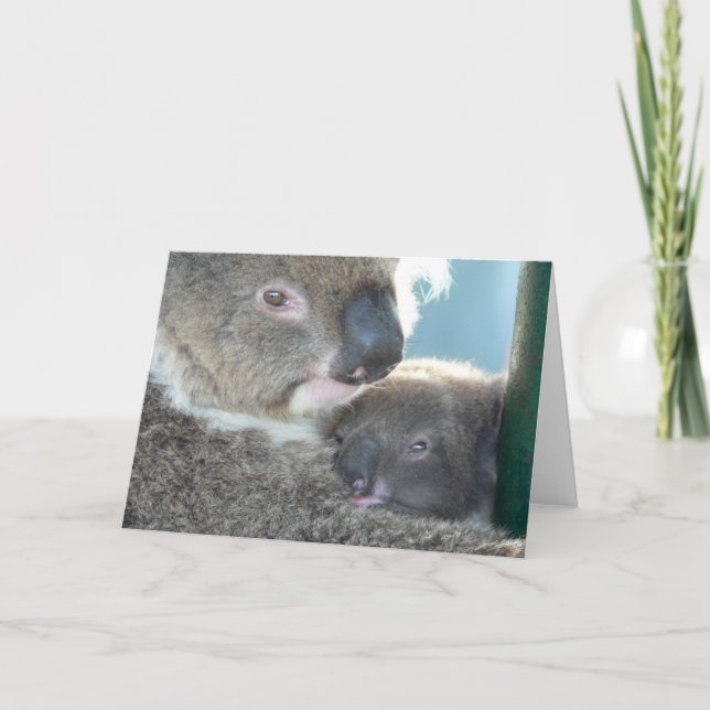 Koala Bears Kort (Framsida)