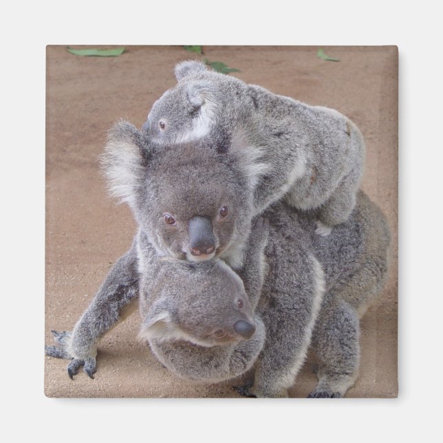 Koala Bears Magnet (Framsidan)