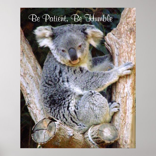 Koala Bears_Poster Poster (Framsidan)