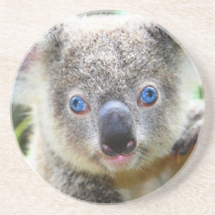Koala Bears Underlägg
